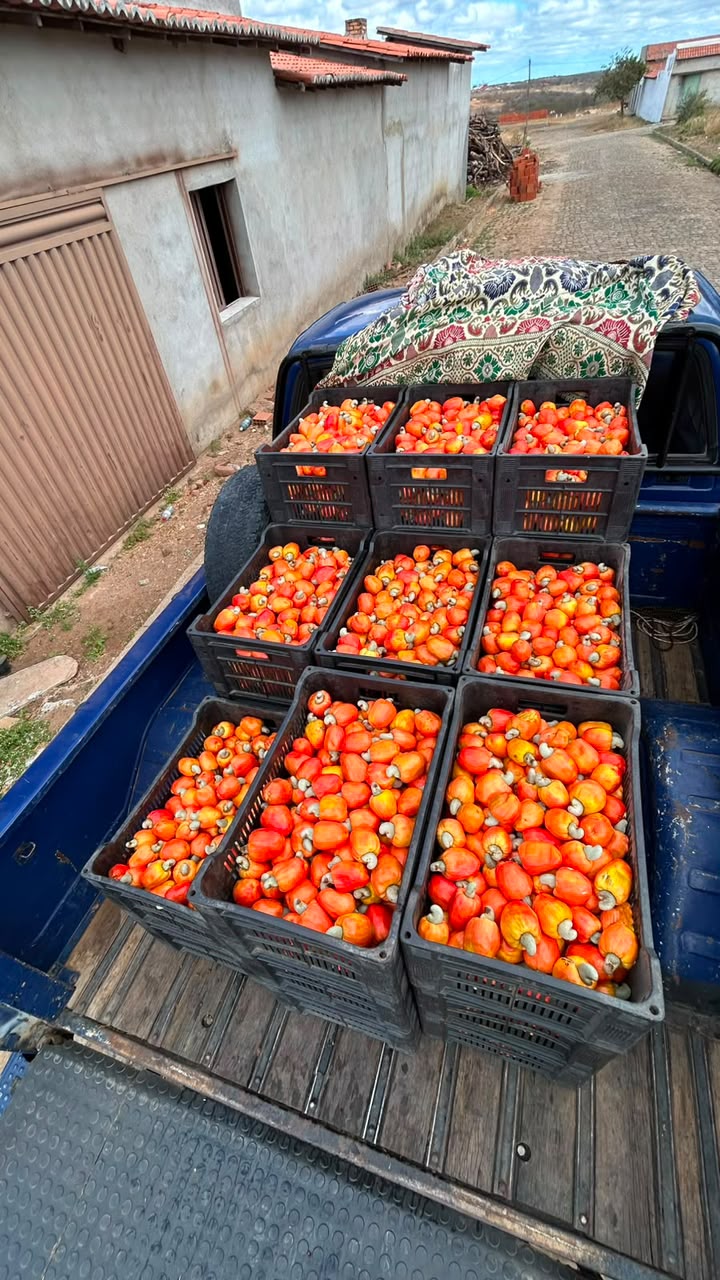 Caixas de caju prontas para transporte