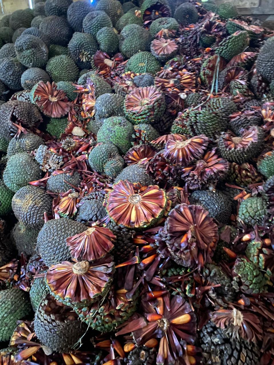 Pinhas colhidas armazenadas